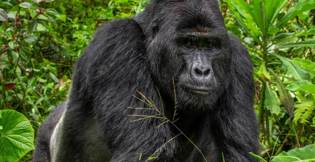 ¿Cuántos permisos de gorilas se encuentran en el parque nacional de los volcanes de Ruanda?