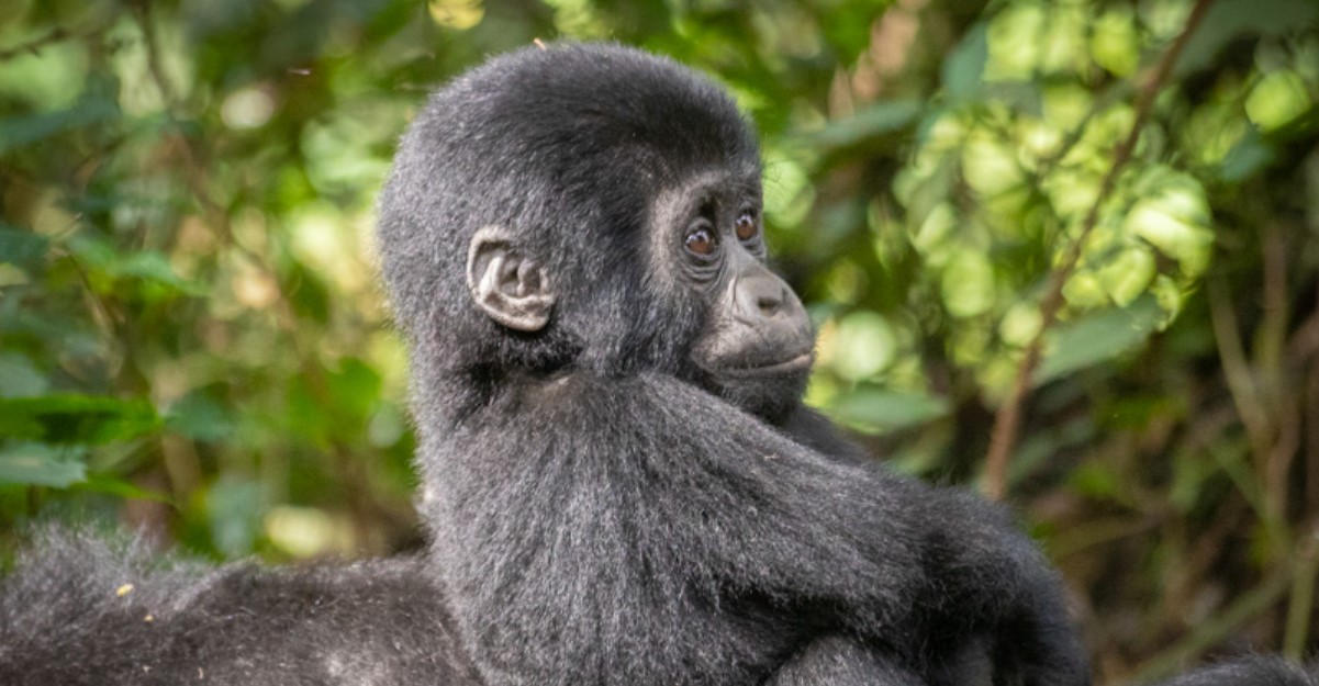 ¿Es posible ver gorilas de montaña durante más de una hora en Uganda?