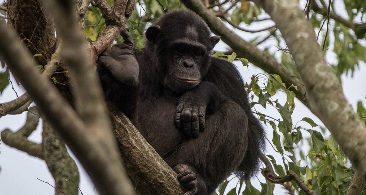 Camina por los senderos de los chimpancés en el Parque Nacional del Bosque Nyungwe