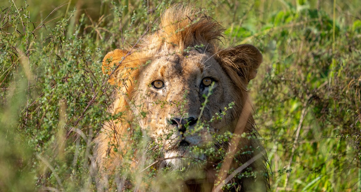 Encuentra algunos de los cinco grandes animales en el Parque Nacional Akagera en un safari