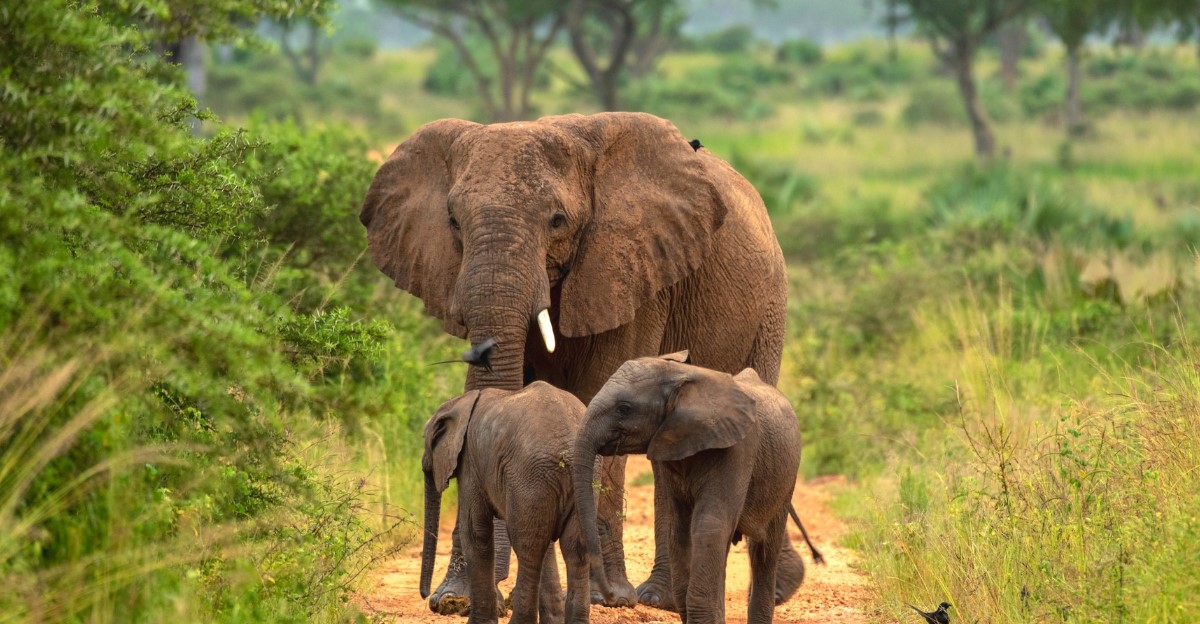 Encuentra algunos de los cinco grandes animales en un safari en el Parque Nacional Akagera