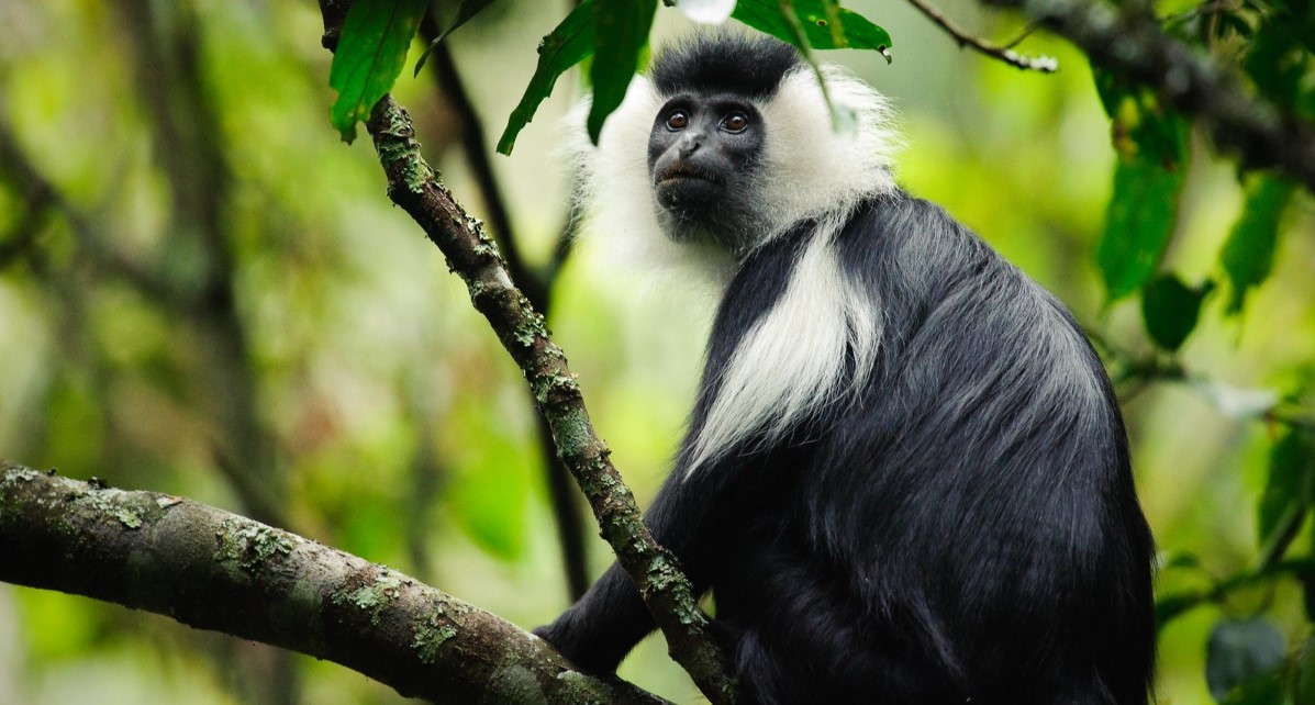 Encuentra diferentes especies de primates de Ruanda en el bosque de Nyungwe entre las que se incluyen los monos.