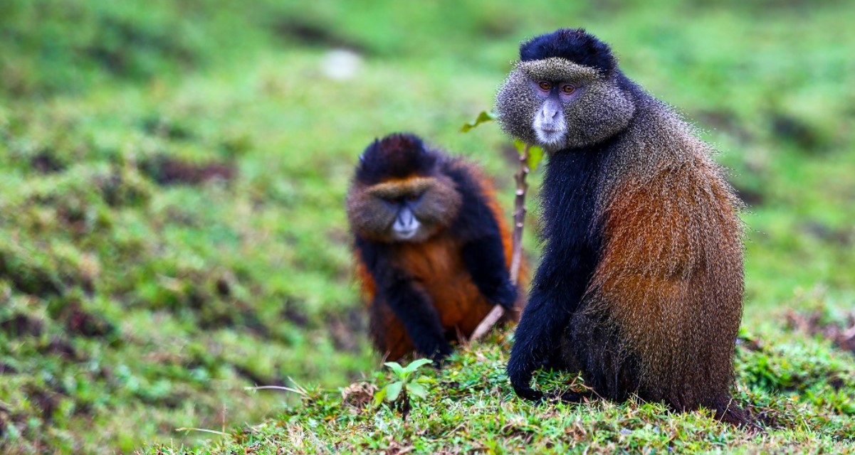 Golden Monkey Trek en el Parque Nacional de los Volcanes es una de las actividades que no debe perderse en la lista de viajes