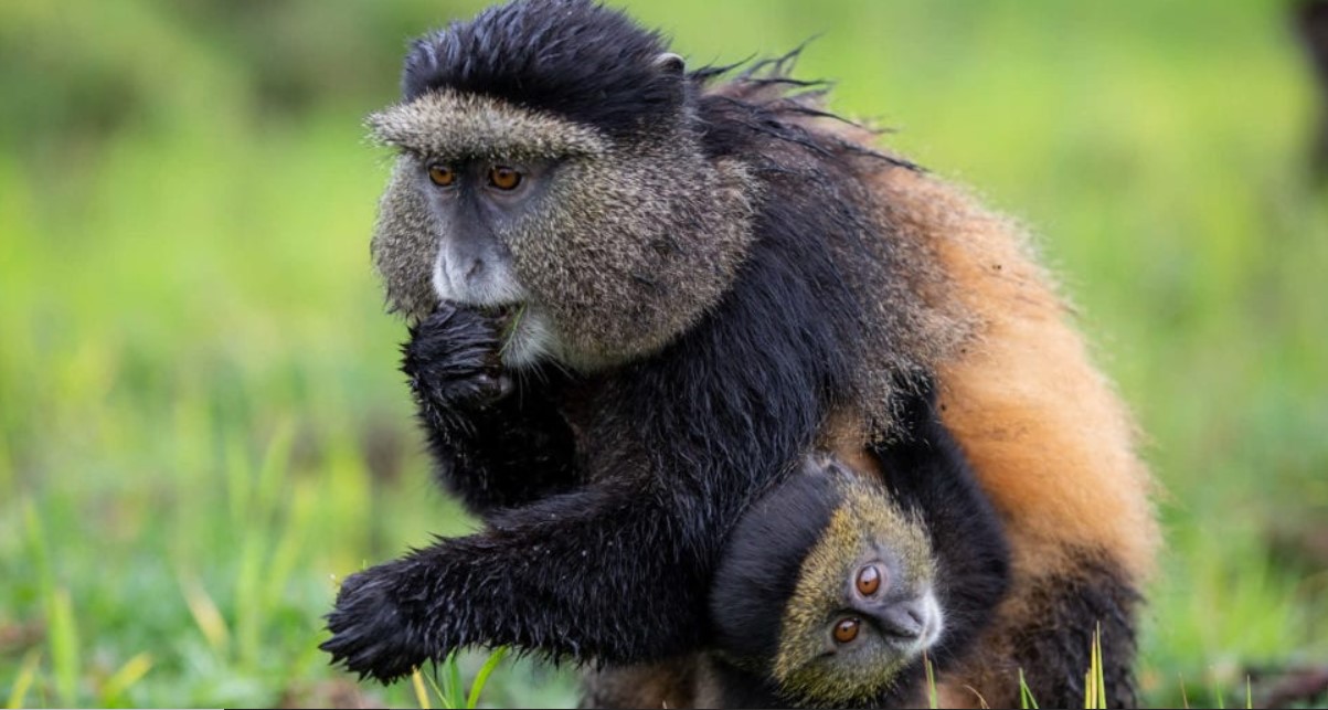 Los paseos por la naturaleza en el Parque Nacional Gishwati-Mukura ofrecen a los turistas la oportunidad de encontrarse con los extintos monos dorados.