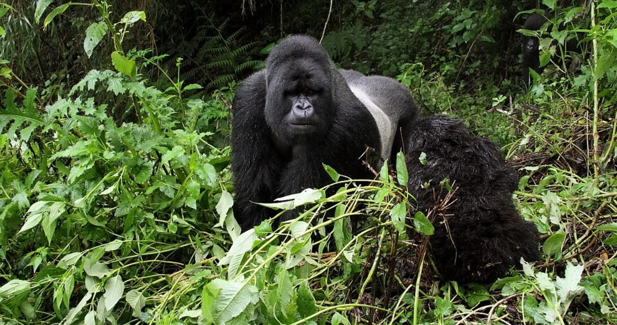 Reserve un permiso de caminata con gorilas para tener la oportunidad de encontrar estas magníficas especies de primates.