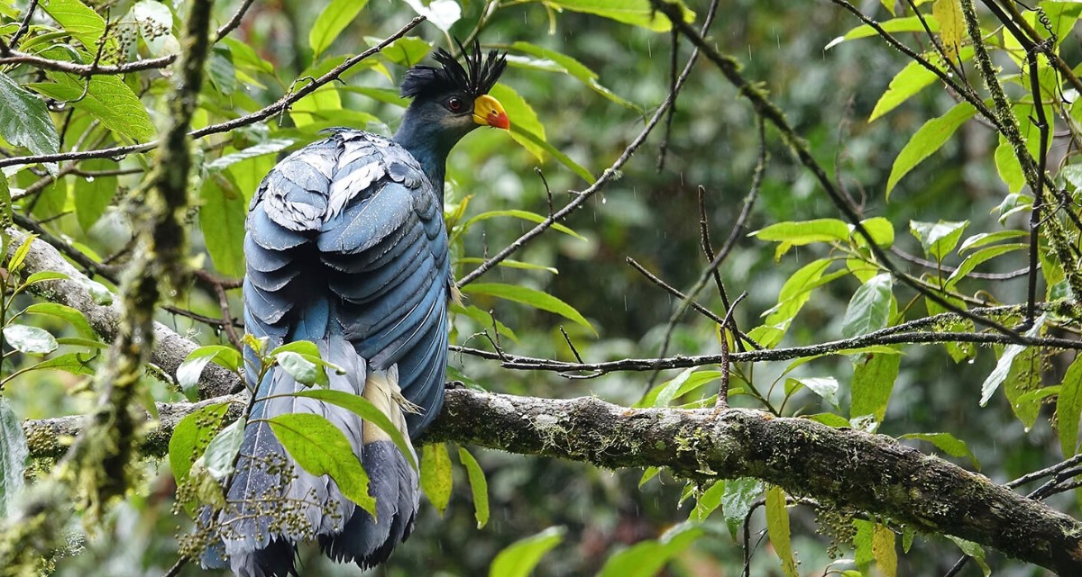 Rutas de observación de aves en el parque nacional del bosque de Nyungwe
