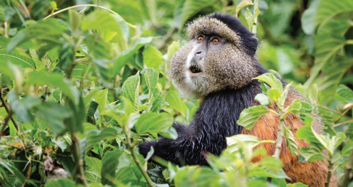Safaris de trekking de primates en Ruanda