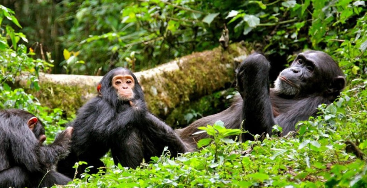 Siga los senderos de los chimpancés en el bosque Nyungwe y el parque nacional Gishwati-Makura