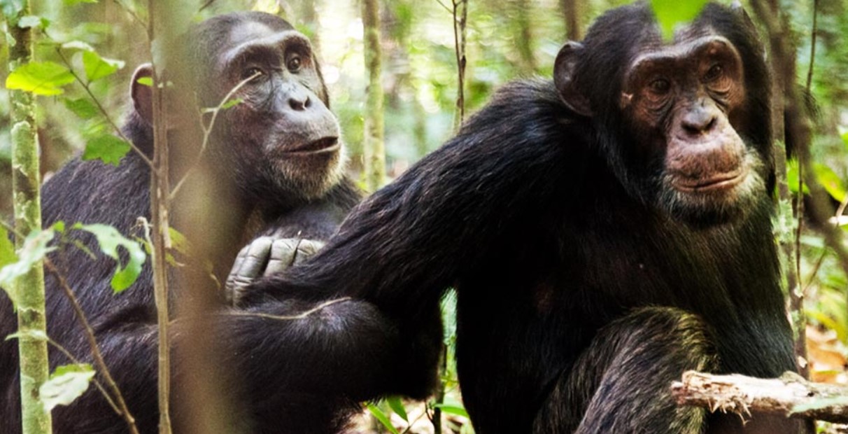 Sigue los senderos de los chimpancés en el bosque de Nyungwe en un safari en Ruanda
