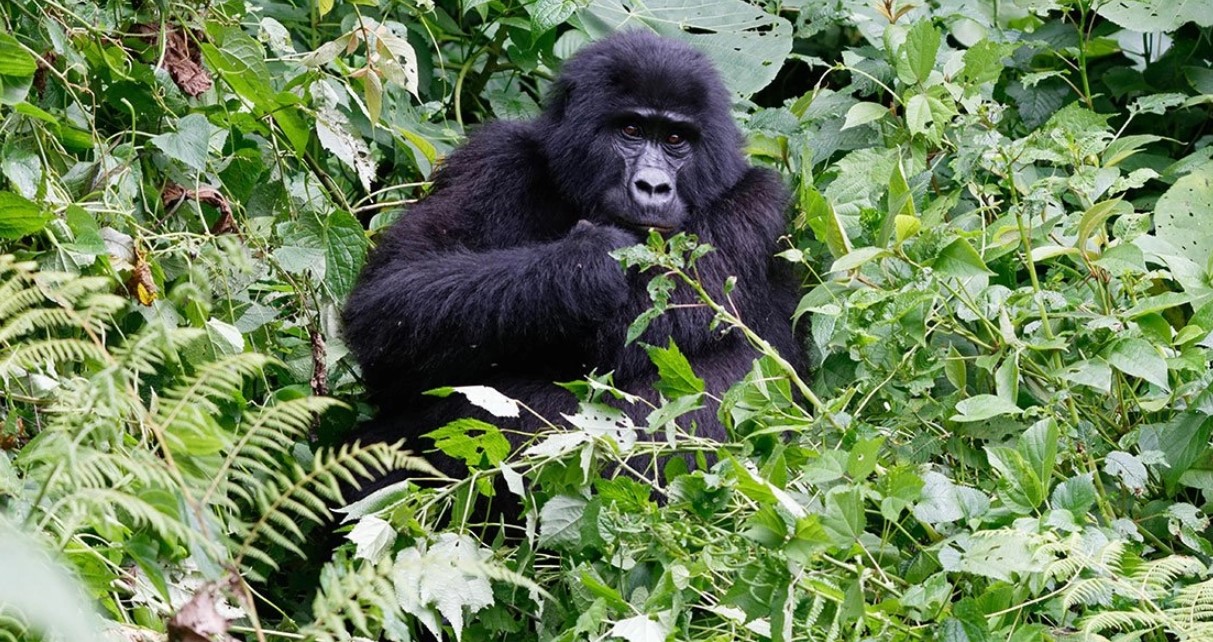 Una guía para ver gorilas de montaña en Ruanda