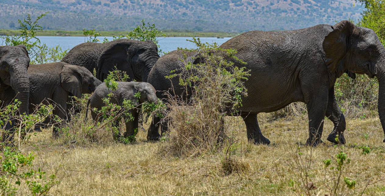 Vea los cinco grandes animales en un safari de observación de animales salvajes en Akagera