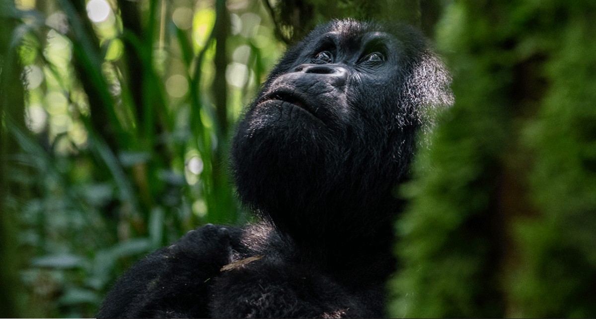 ¿Cuánto cuesta ver al gorila en Ruanda?