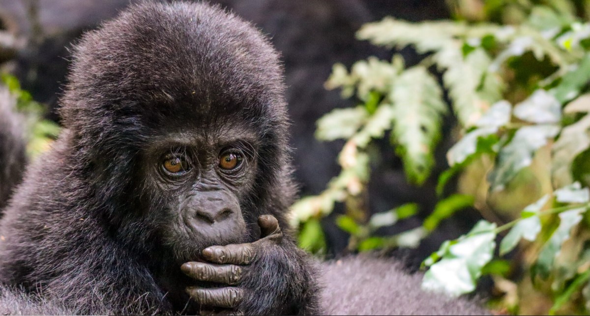 ¿Cuántos gorilas de montaña quedan en Ruanda, África?