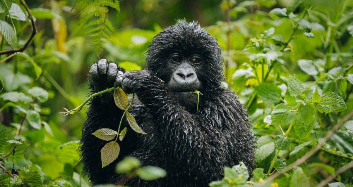 ¿Es seguro hacer viajes con gorilas en Ruanda?