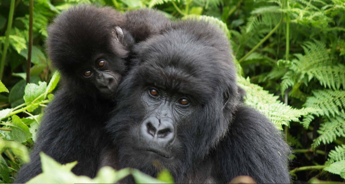 ¿Es seguro hacer un trekking con gorilas en Ruanda?