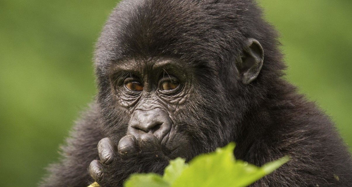 Uganda aumenta los precios de los permisos de rastreo de gorilas para 2024 a 2026