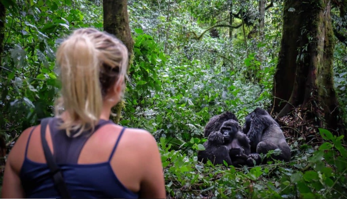 El senderismo de gorilas en Uganda ión mundial de gorilas de montaña, lo que lo convierte en uno de los mejores lugares para visitar.