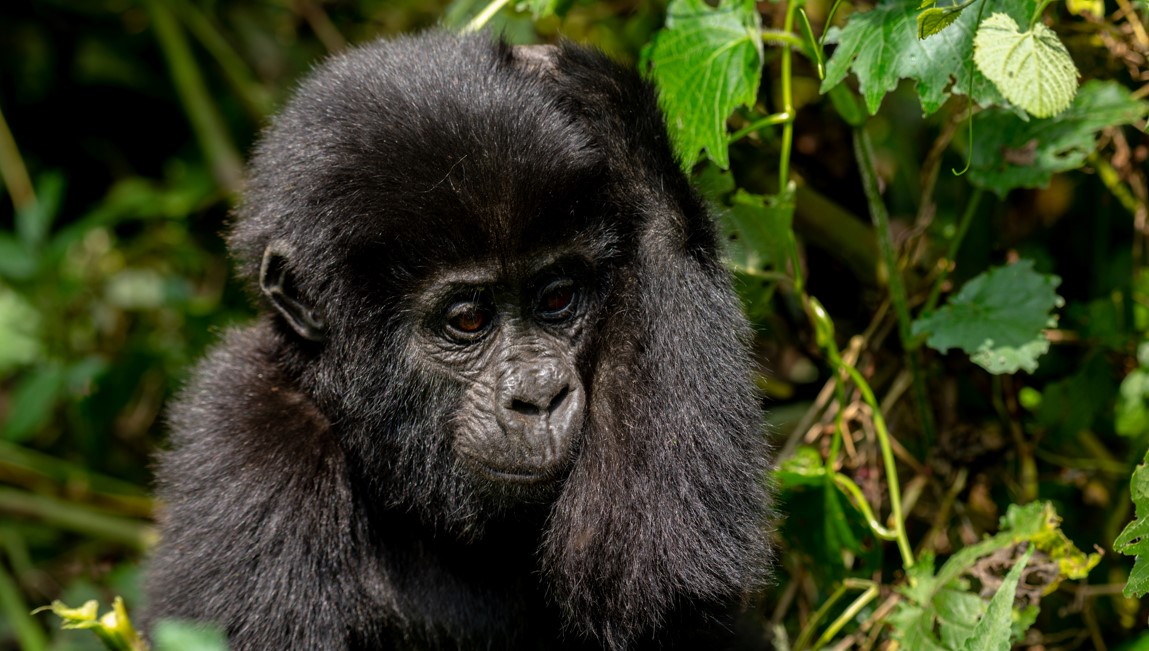 Obtenga un permiso para encontrarse con gorilas de montaña en Uganda