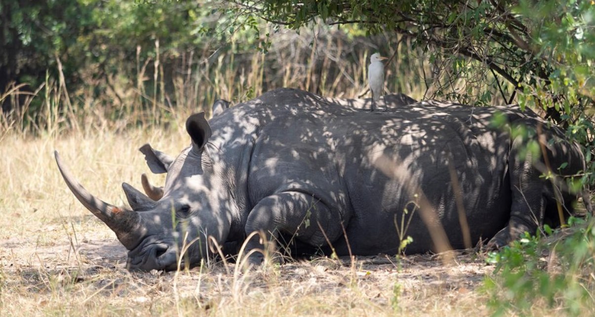 Tenga una gran oportunidad de encontrarse con rinocerontes en su safari a Uganda