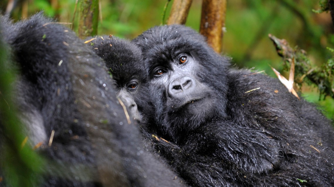 Gorilas de trekking en el Parque Nacional Impenetrable de Bwindi