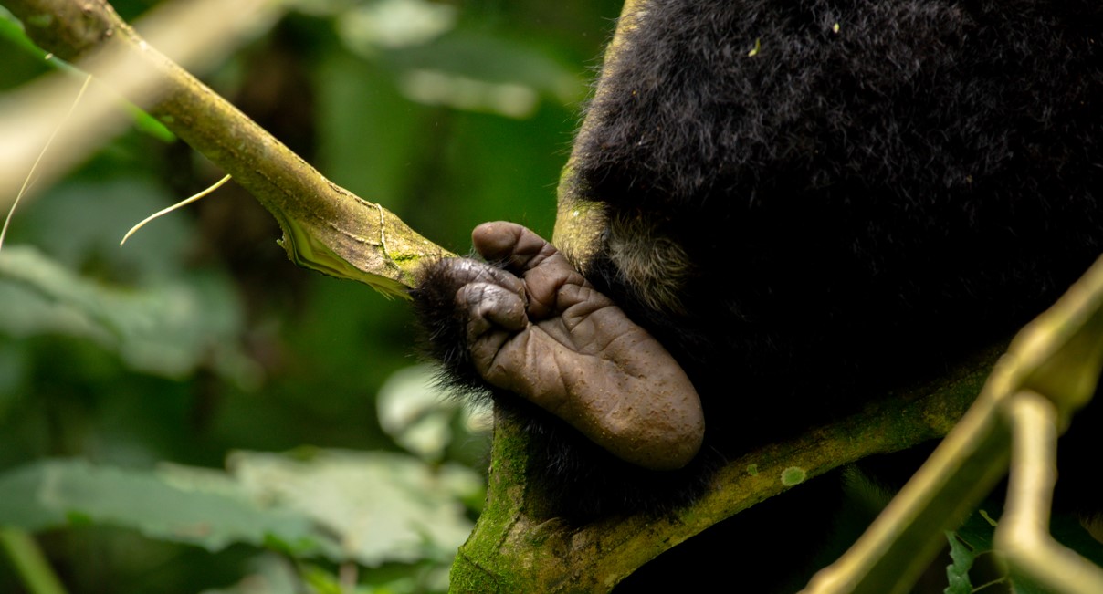 ¿Cuánto cuesta un viaje de gorilas a Uganda? El precio de un viaje para ver gorilas y en Uganda y Ruanda dependen principalmente de tus preferencias