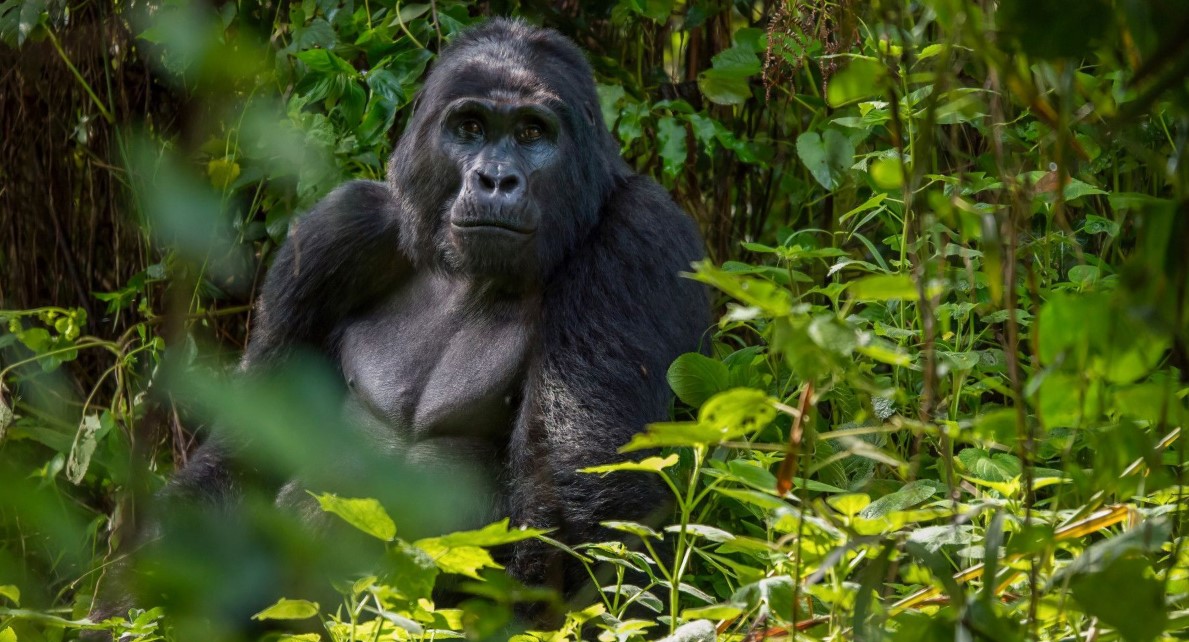 Viajar por tu cuenta en Uganda para hacer un safari: Mucha gente piensa que hay que ser rico para hacer un safari en África,