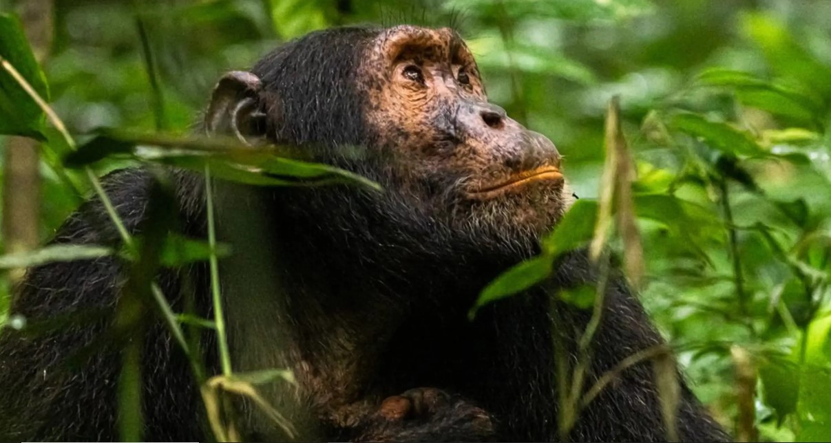 Conozca algunos de los primates más importantes del bosque de Kibale en su safari a Uganda.