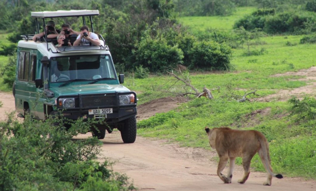 Viajar por tu cuenta en Uganda para hacer un safari: Mucha gente piensa que hay que ser rico para hacer un safari en África,