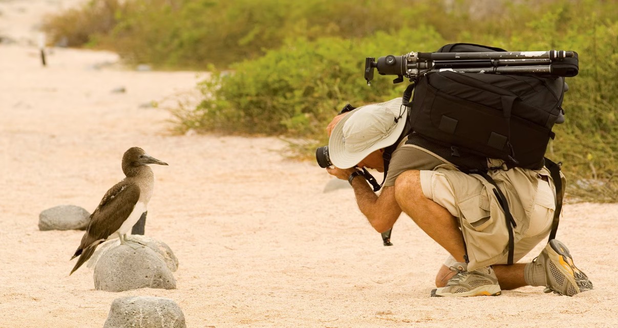 Consejos para fotografiar la fauna salvaje en los parques nacionales de Uganda a menudo descrita como la «Perla de África»,