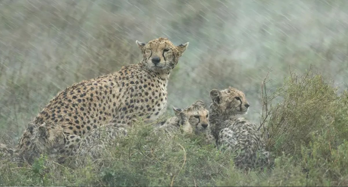 Las temporadas de safari en Uganda: secas y húmedas: el país es un destino de safari espectacular con algunos de los ecosistemas más diversos.