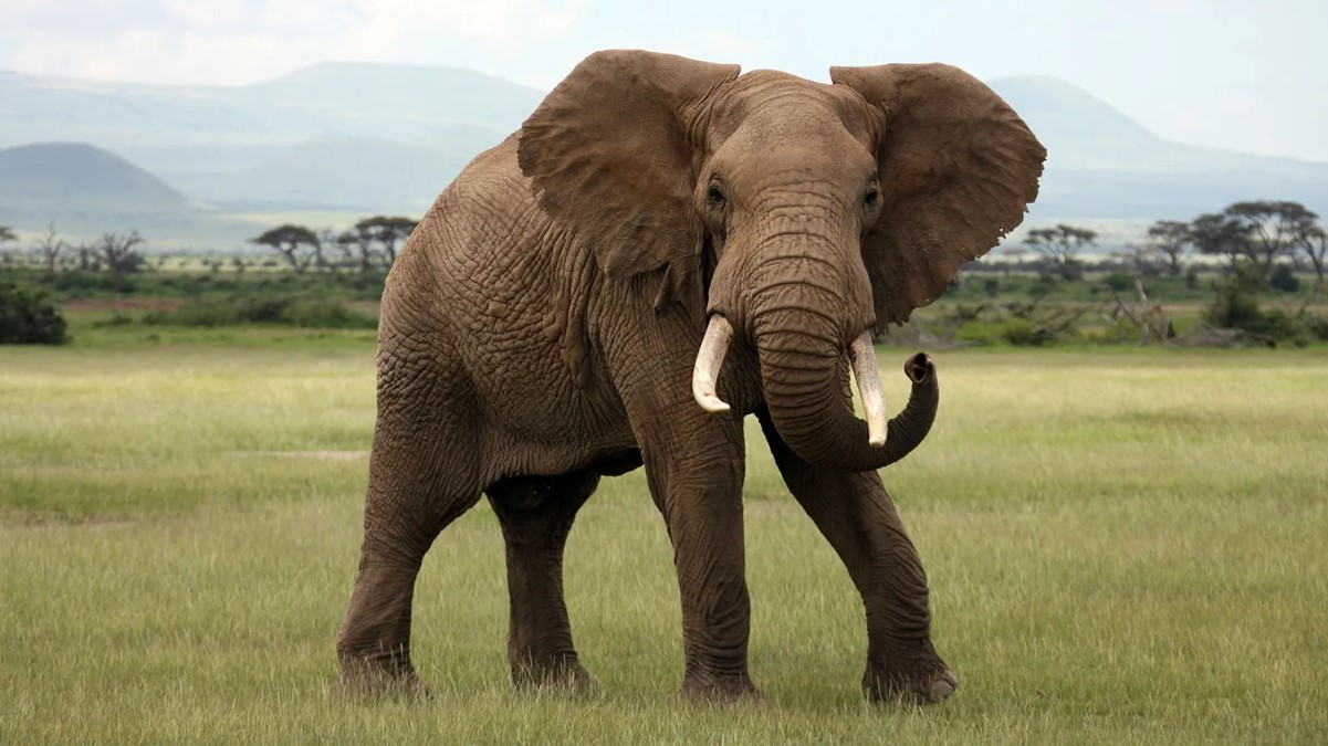 El elefante africano es el mamífero terrestre más grande del continente