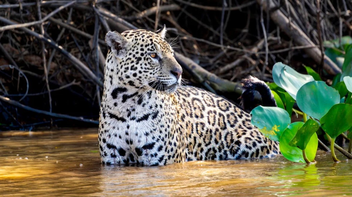 Los mejores animales para avistar en un safari por Uganda: Uganda, conocida cariñosamente como la «Perla de África», es un destino de safari de primer orden que ofrece una de las experiencias