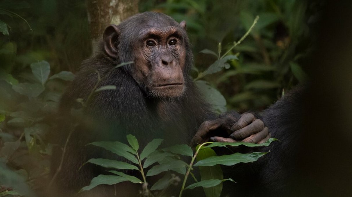 Uganda es famosa por sus experiencias de seguimiento de chimpancés. Los chimpancés
