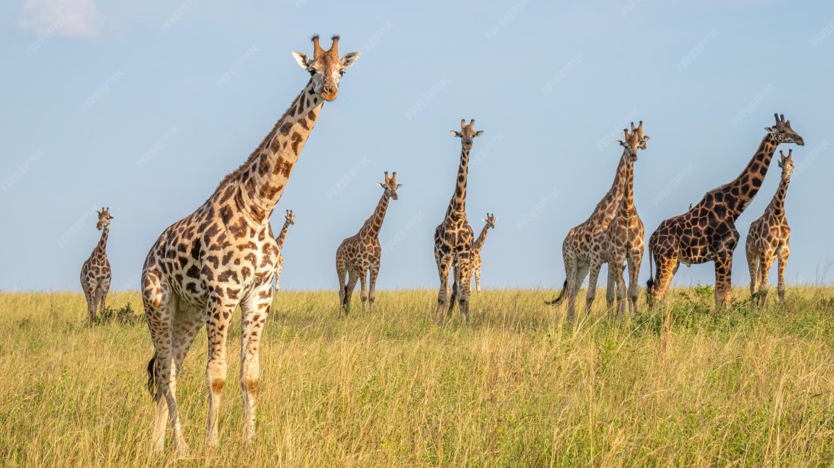 Uganda es un bastión vital para la jirafa de Rothschild