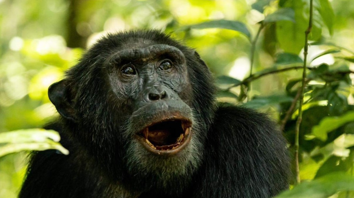 Este safari de 18 días por Uganda recorre los paisajes más emblemáticos del país, los encuentros con la fauna salvaje y las culturas vivas,