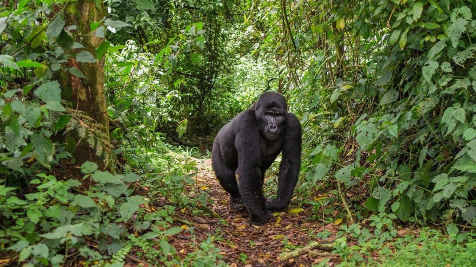 Cómo es un día de trekking con gorilas en Uganda