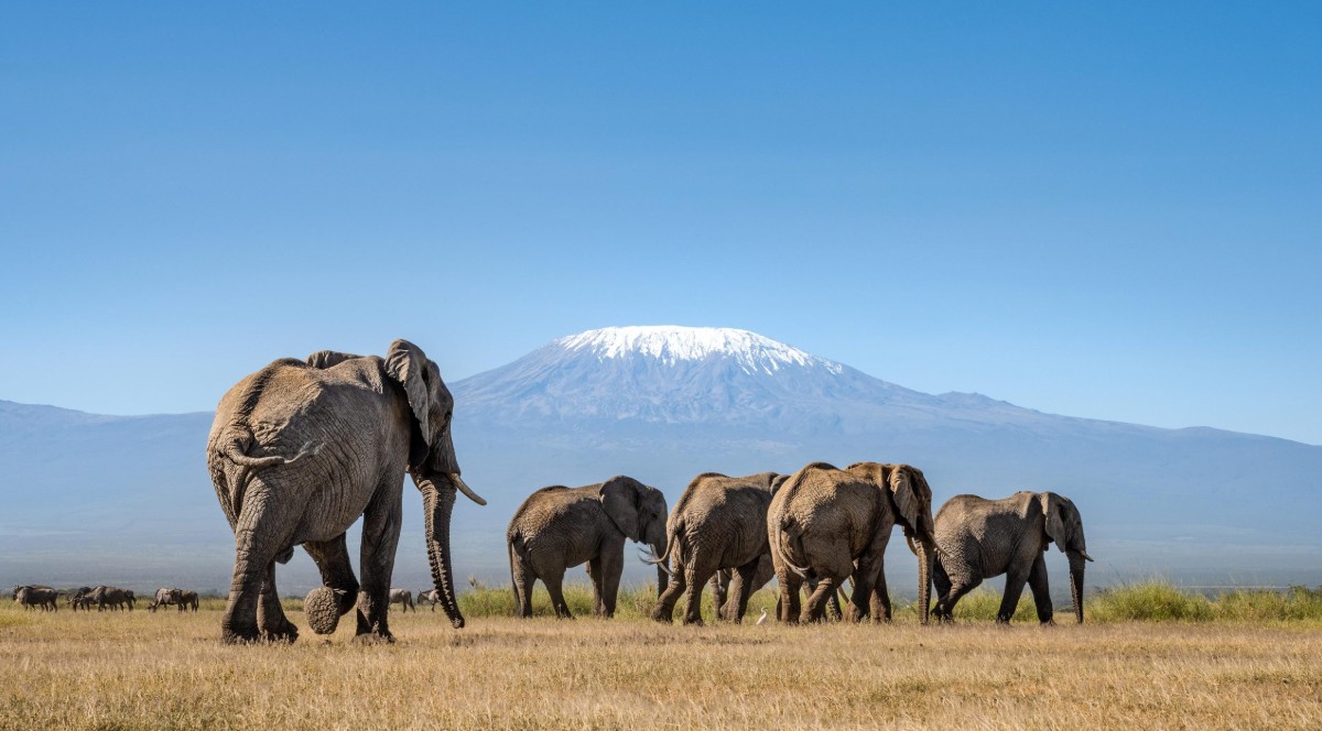Cómo reservar un safari de última hora en Uganda