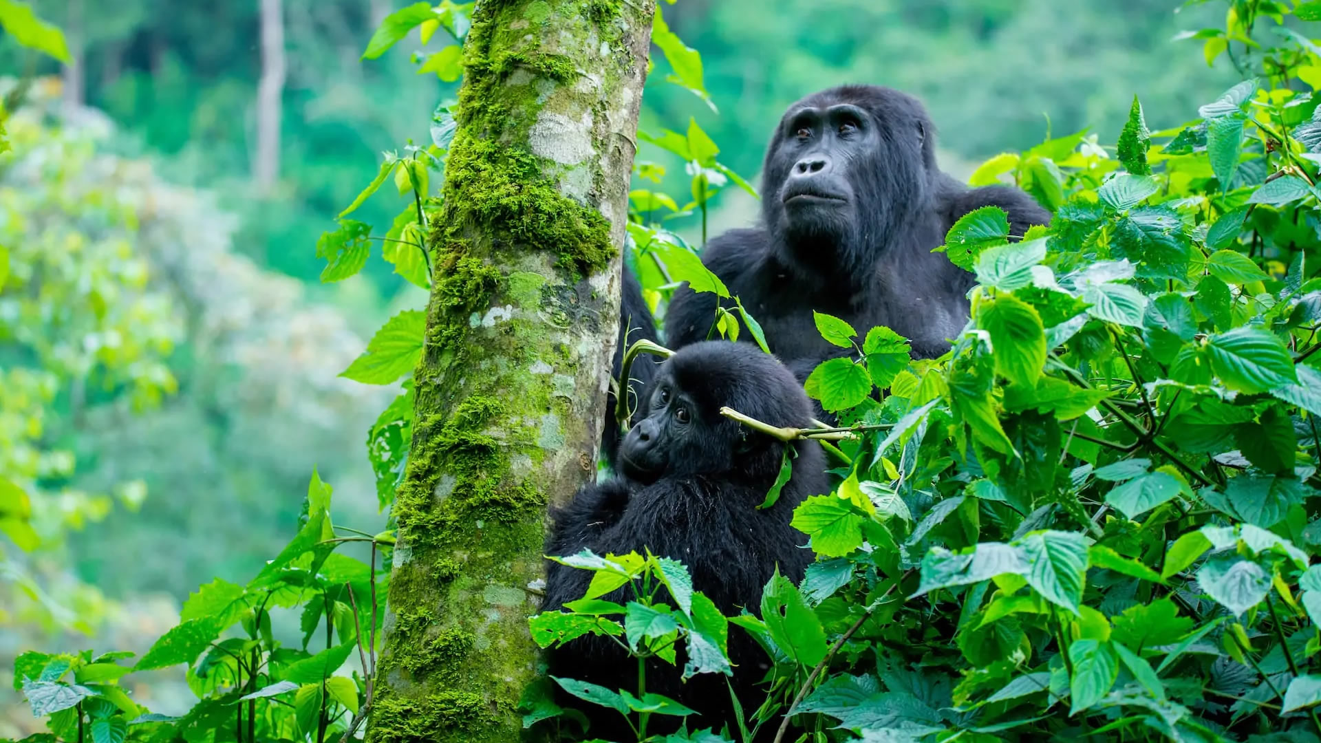 Comparación entre el Bosque Impenetrable de Bwindi, en Uganda, y el Parque Nacional de los Volcanes