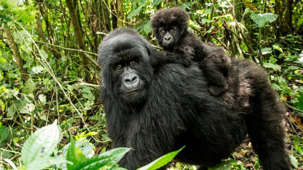 ¿Cuál es el coste de la habituación de gorilas de montaña en Uganda?