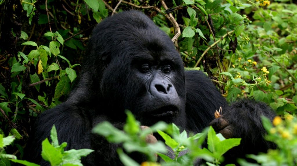 Dónde ver gorilas de montaña en Uganda