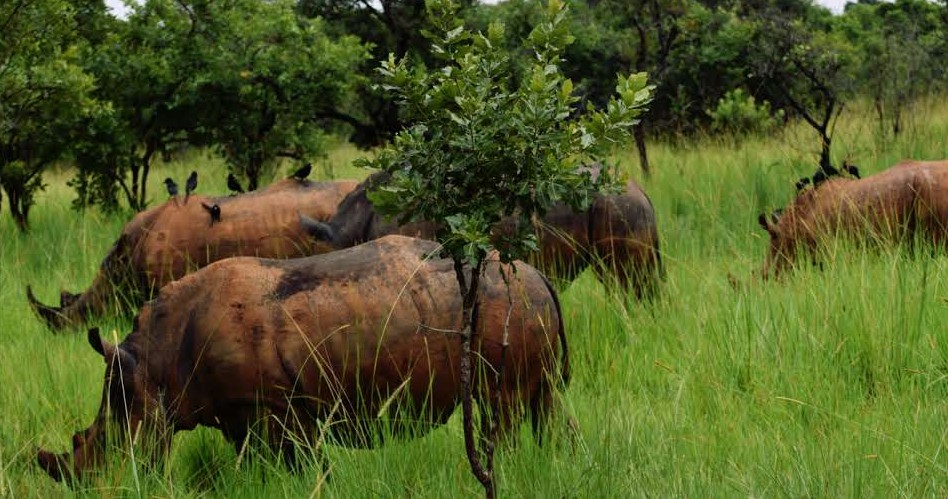 ¿Dónde ver rinocerontes en Uganda?
