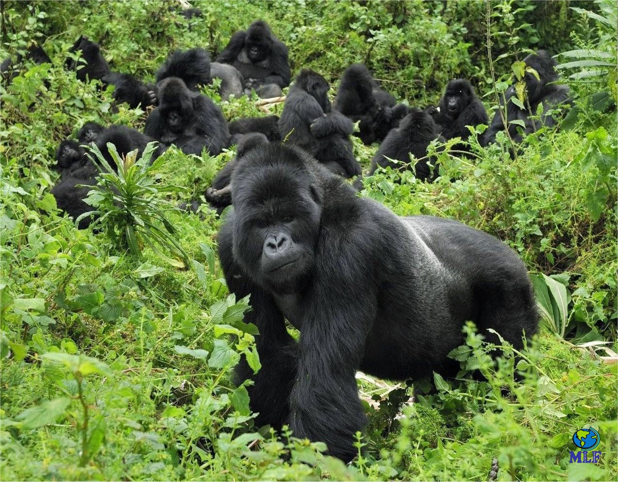 Experiencia de habituación con gorilas de montaña en Uganda