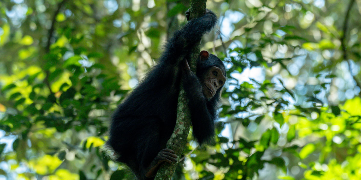 Experiencia de habituación de chimpancés en Uganda