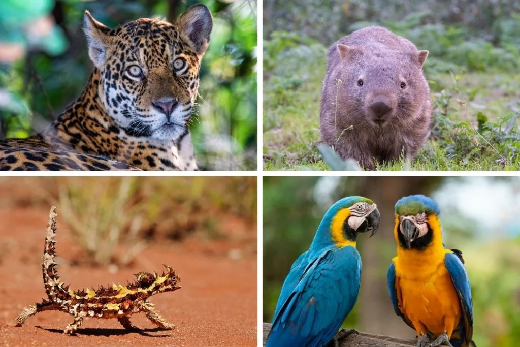 Fauna que encontrarás a pie 