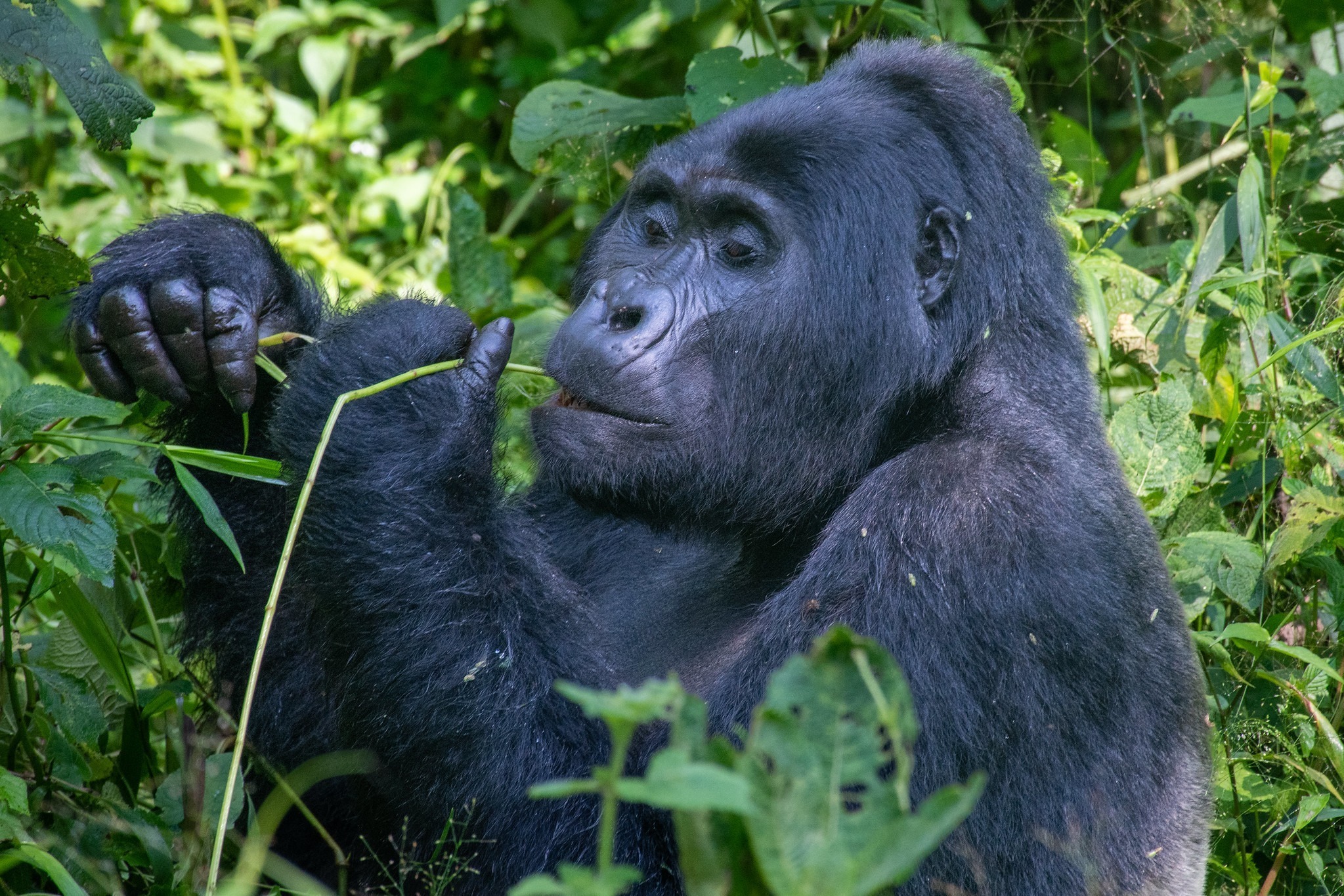 La nueva estructura de precios de los permisos para ver gorilas en Uganda
