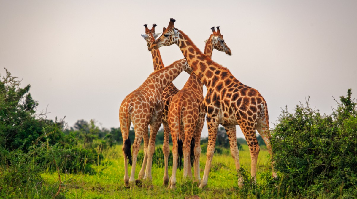 Lugares donde ver jirafas en Uganda