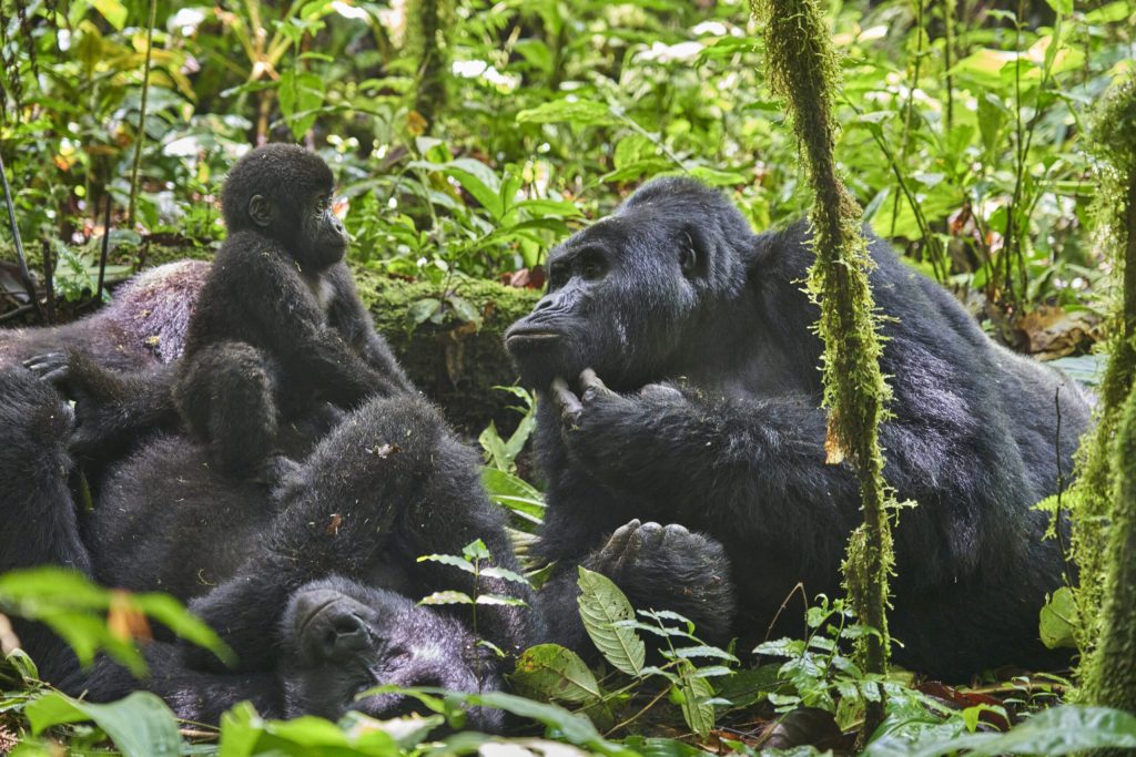 Merece la pena el dinero que cuesta el trekking con gorilas en Uganda