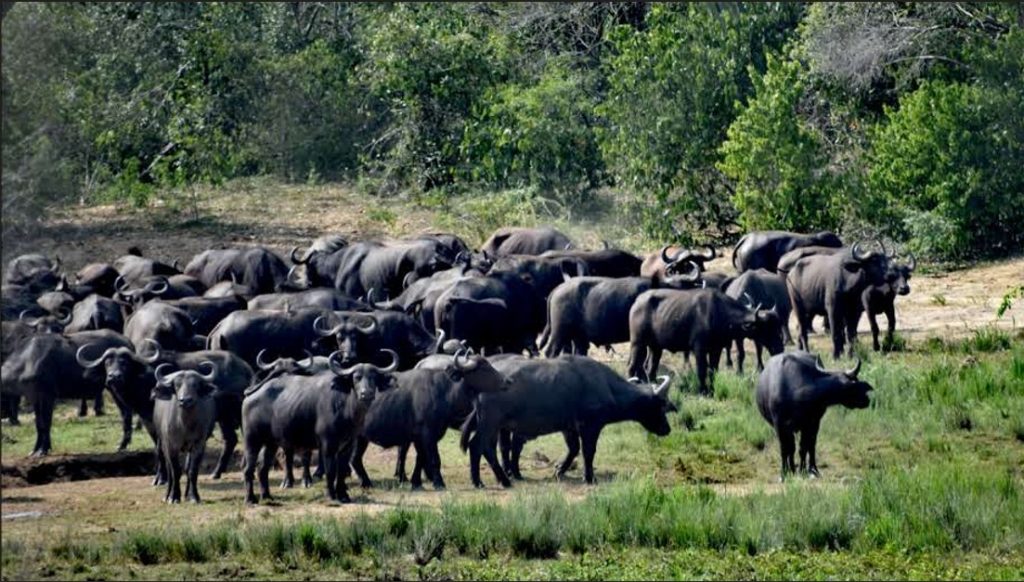 Normas y reglamentos de los safaris en el Parque Nacional del Valle de Kidepo.