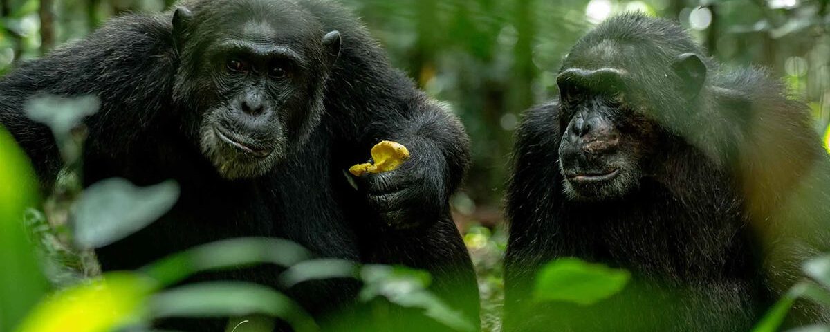 Nuevos precios de los permisos para ver chimpancés en Uganda