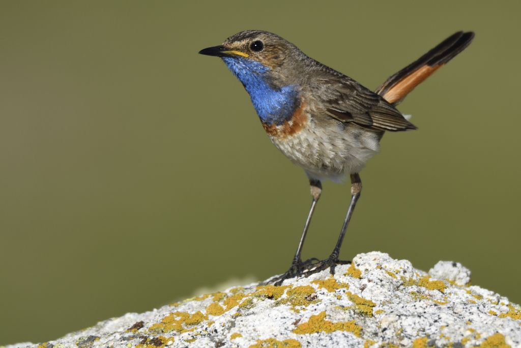 Observación de aves afroalpinas de élite
